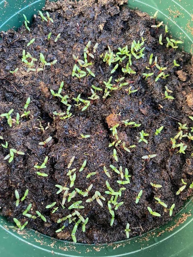 太阳花种子种植全攻略：从播种到花海的详细步骤与注意事项