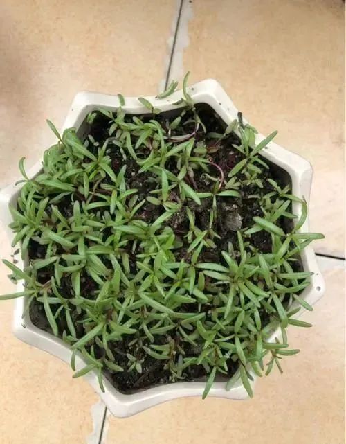 太阳花种子种植全攻略：从播种到花海的详细步骤与注意事项